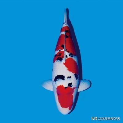锦鲤图片:锦鲤图片求好运九张图 锦鲤和锦鲫有什么区别，对比图片？