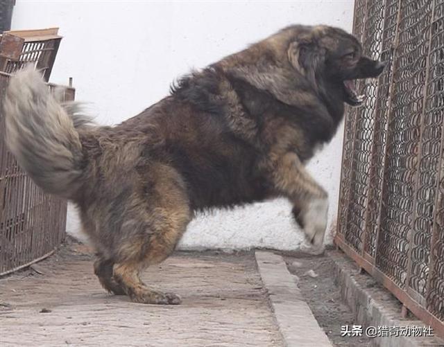 斗狗品种高加索:高加索斗狗视频 高加索可以打得过加纳利吗？为什么？