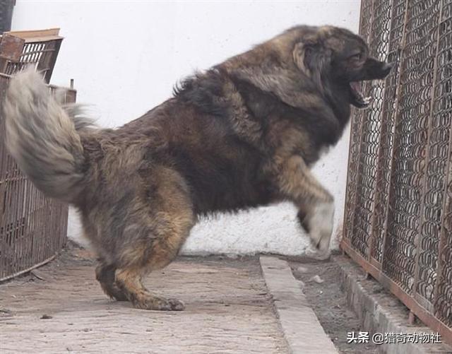 央视高加索犬vs藏獒:高加索犬能够击败北美灰狼吗？