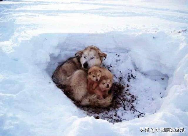 狗扑网:东北那么冷，流浪狗是如何度过冬天的呢？