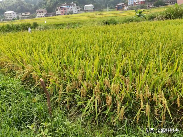西里汉梗品种:适应安徽种植的梗稻品种有哪些？