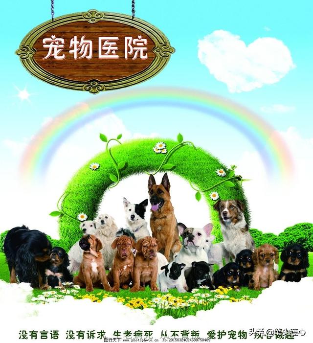 重庆名望宠物医院贴吧:猫癫痫病的治疗方案是什么？