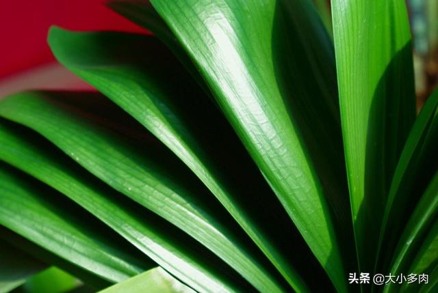 花土里加火山石:发财树盆里能用铺面石吗？