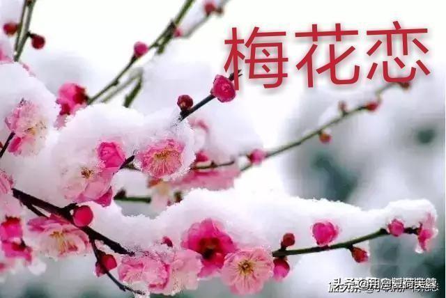 《山园小梅》\