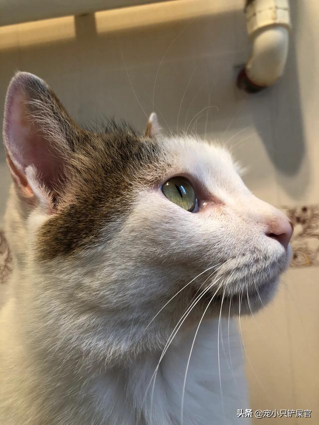 猫咪睡在猫砂盆:朋友送我了一只刚断奶的猫，晚上睡觉应该放在哪里？