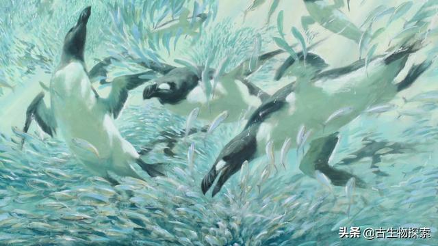 海企鹅生活在哪里:企鹅的生活及特点是什么？