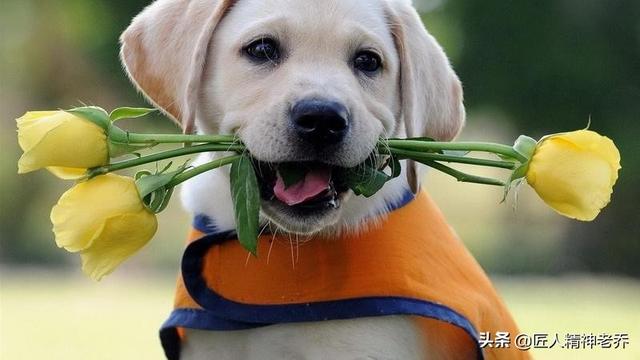 小时候拉布拉多犬性格:拉布拉多公狗几岁才能不打架？