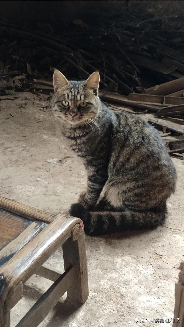 猫咪的品种和分类？