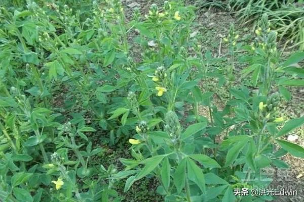 雄黄酒好还是雄黄驱蛇好:雄黄泡酒怎样驱蛇，效果怎么样？
