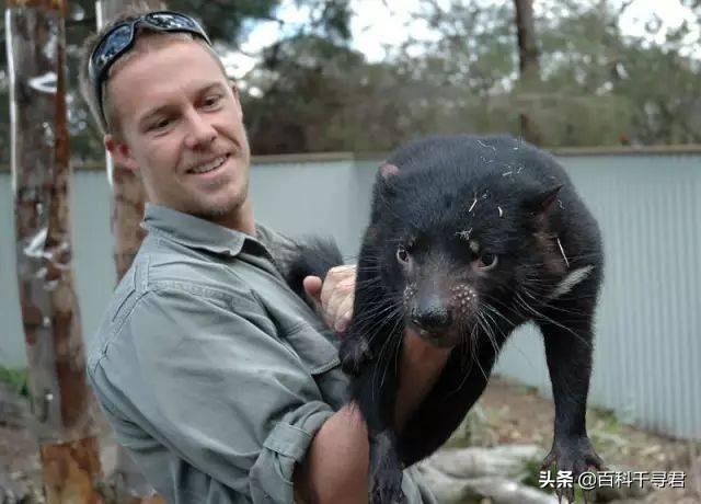 袋獾:袋獾vs蜜獾 庄稼地里面的獾该怎么捉？