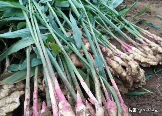种什么东西一亩地能赚到一万元？