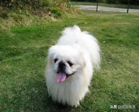 霍邱偷狗贼:为何偷狗如此猖獗的情况下，有人为偷狗贼辩护？