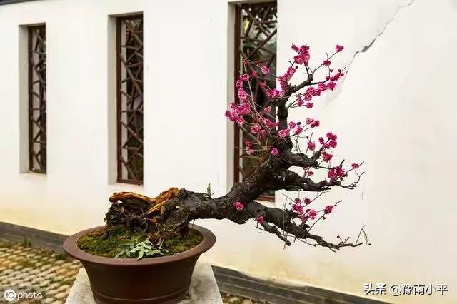 树锦鸡儿植株变黑:红梅盆景新枝条开始变黑，慢慢枯萎掉，是怎么回事？如何处理？