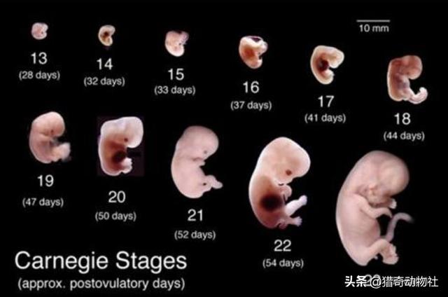 公鼠怀孕实验下一步是男人要怀孕了吗(公鼠怀孕实验步骤)