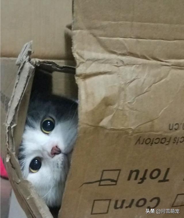 猫滴了驱虫药全身痒:猫咪抓痒是怎么回事，猫咪抓痒是代表什么？