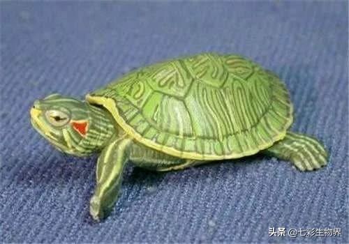 世界上最吓人的乌龟用英语怎么说:世界上最大的乌龟之一英语怎么说 世界上最丑陋的东西是什么？