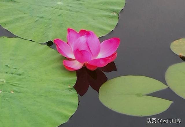蓝脚鲣鸟一家原图:手机拍摄过什么满意的照片吗？发上来看看？