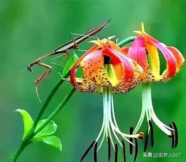 宋伊娜:如何评价《圣斗士星矢》中卡西欧士这个角色？