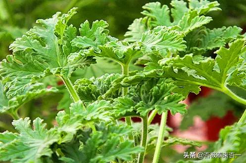 驱蚊草种子什么时候播种:驱蚊草的养殖方法和注意事项？