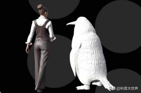 企鹅是鸟类吗为什么不会飞:企鹅只生活在南极洲吗？最大的企鹅有多大？