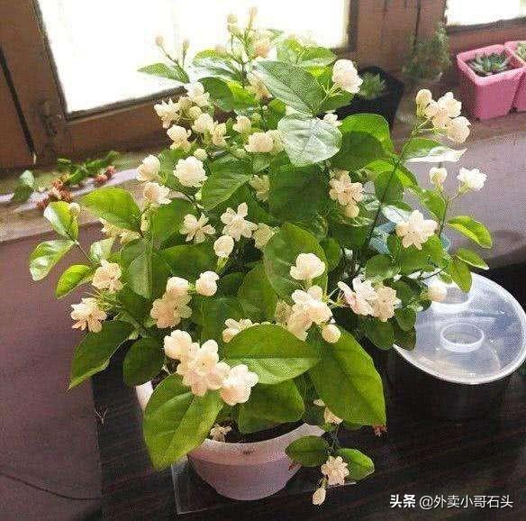 头条问答 - 什么品种的茉莉花适合在东北养?(20个回答)