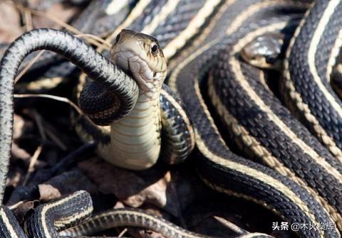 宜宾地震发现大蛇:在农村有些农民家里为什么经常进去蛇又有什么好的防治方法吗