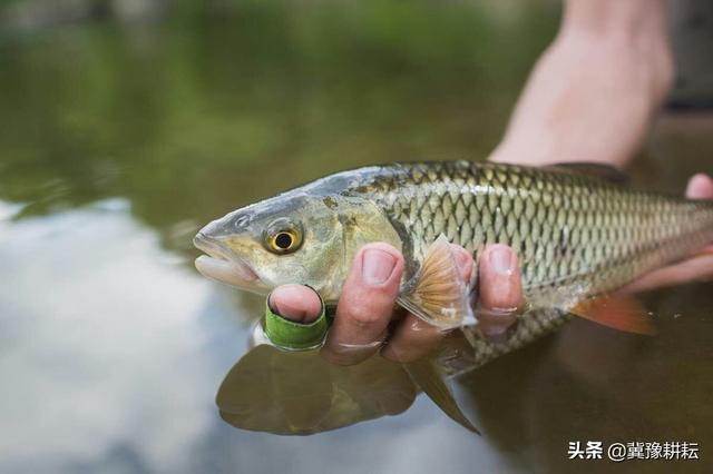 新手应该如何正确养鱼，如果我想进行水产养殖要如何入手和学习