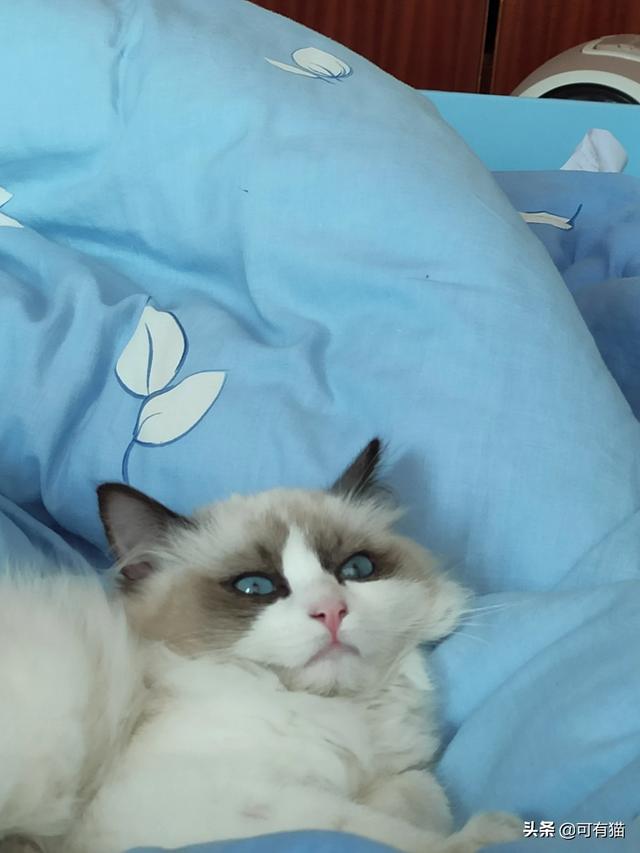 养一只布偶猫一个月需要多少费用？