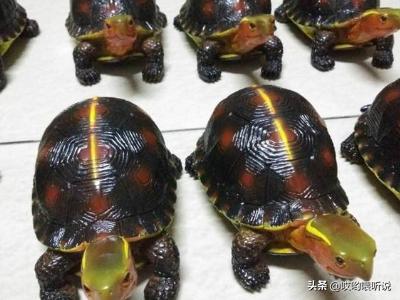 靴脚陆龟:水龟半水龟陆龟，的区分方式？