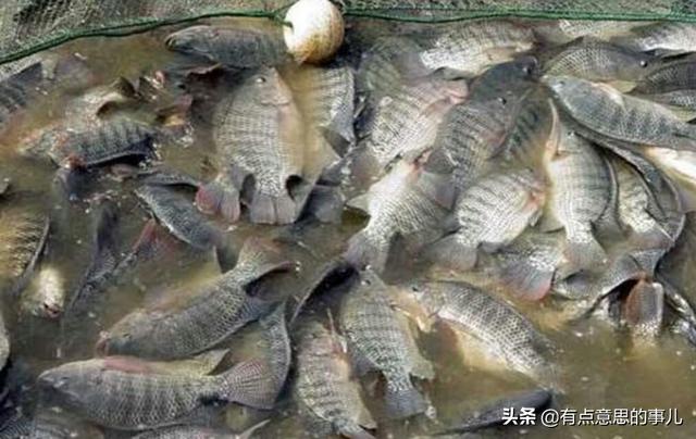广东人为什么搞不定罗非鱼，罗非鱼被中国列为入侵物种，为什么有些吃货们却不吃罗非鱼