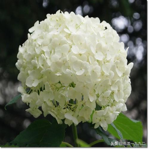 八仙花图片:八仙花图片和介绍 家里的绣球花是什么品种，入冬前如何修剪？
