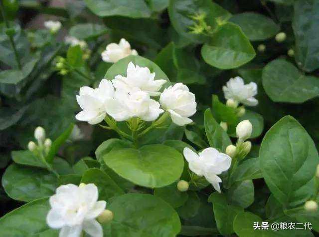 最吉利旺财的微信名 带来好运:什么花比较香，适合家里养