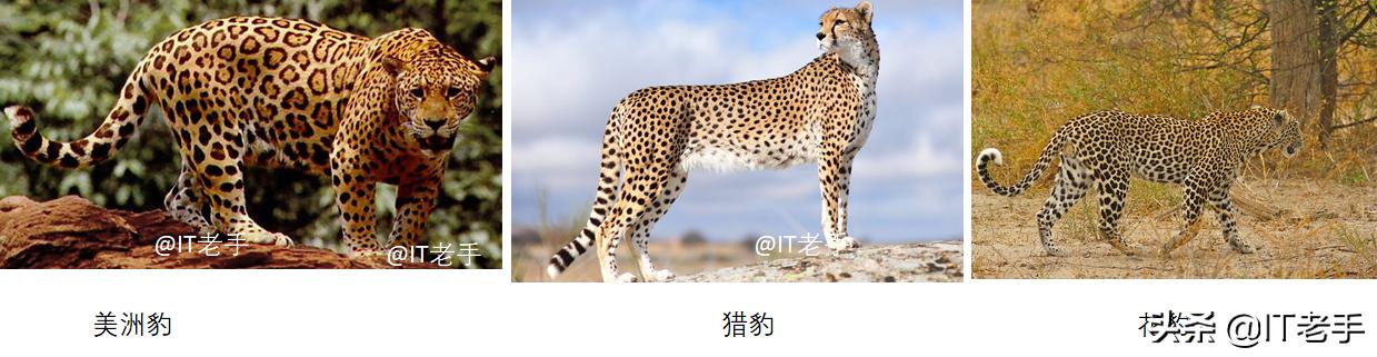 豹猫咪品种大全及图片:如何快速区分猎豹、花豹和美洲豹？