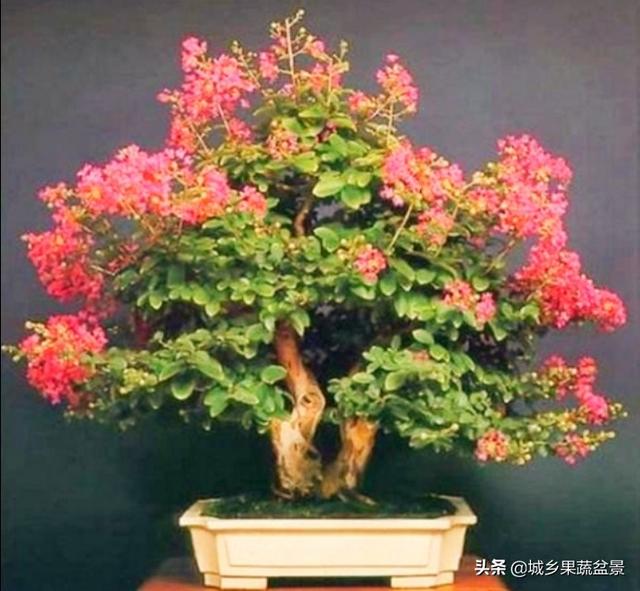 我网上拍的紫薇盆景是红土养的很黏怎么办？