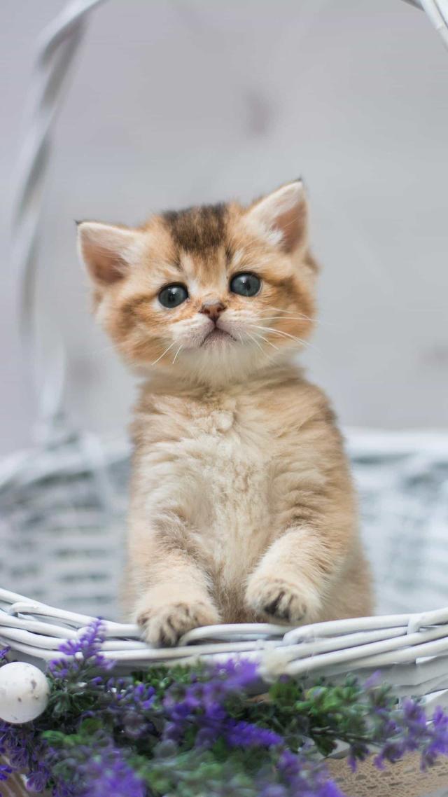 蓝脚鲣鸟求偶视频:猫咪发情是什么样子？一般几个月时候发，要注意些什么呢？