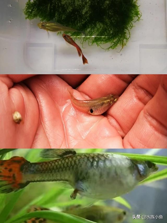 银河马赛克孔雀鱼图片:孔雀鱼的寿命有多长，仰头怎么回事？