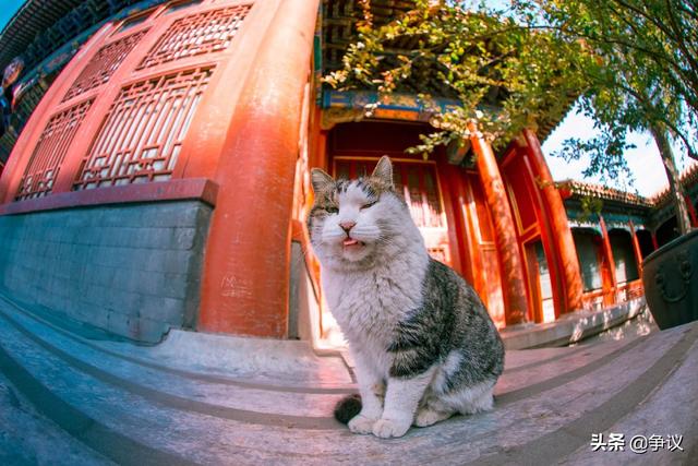 御猫:展昭为何被称为御猫？侠肝义胆的英雄到底是怎么死的？