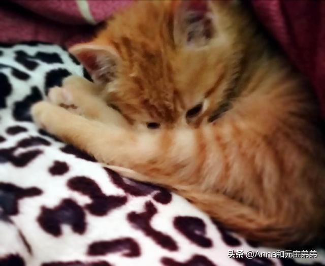 一个月的小土狗有跳蚤:刚生的小猫有跳蚤怎么办？