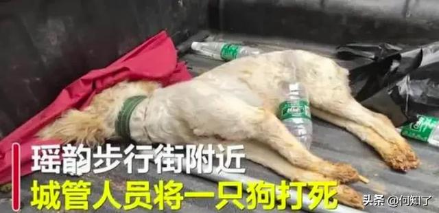 湖南宠物网:“遛狗不牵绳，一律捕杀”，湖南永州城管的做法你怎么看？