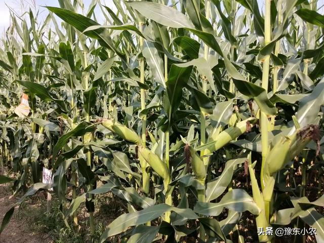 2021辛丑牛年，最火爆的玉米种子是啥
