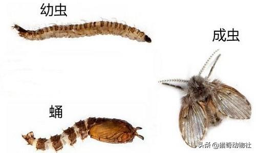 潮湿虫美少女:卫生间潮湿会有很多小飞虫，大家有什么妙招可以解决呢？