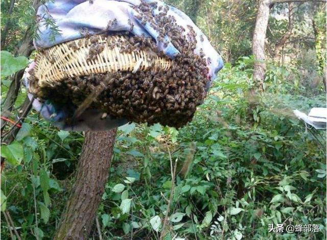 踏笼捕伯劳鸟视频:因为新冠病毒管的严了，请问下地笼逮野生小龙虾违法不？