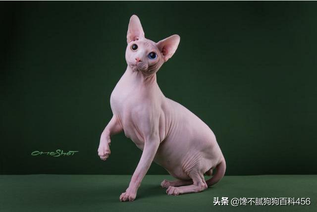 素力高海藻粉对猫咪的作用:哪些猫咪生活不能自理，流浪就无法生存？