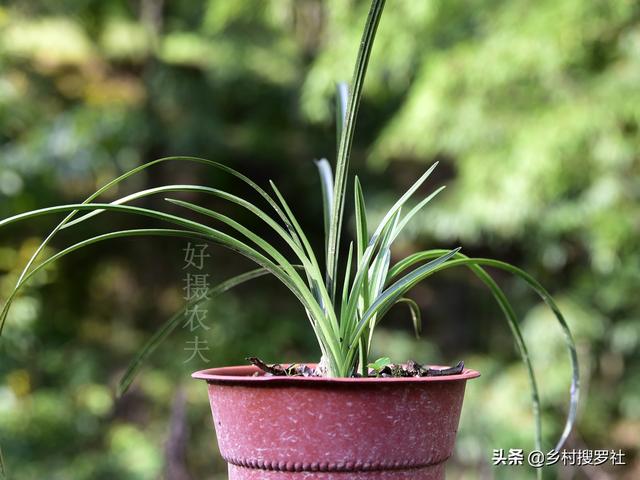 白点病:淡水鱼为什么会得白点病？
