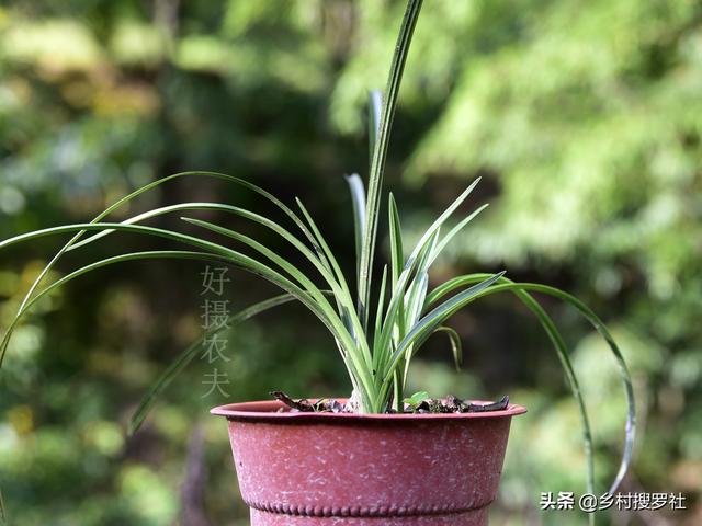 食用醋怎治花上白飞虱，兰花叶子上小白点是什么，该用什么药