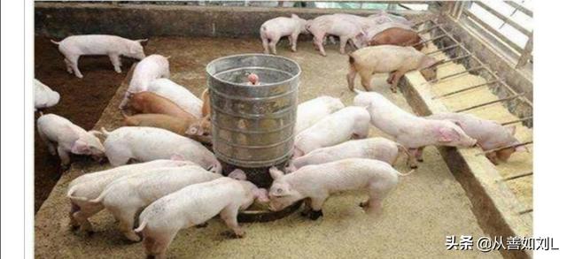 酒糟可以喂猪吗，在东北传统酿酒，酒糟养猪，猪粪喂鱼，是否可行