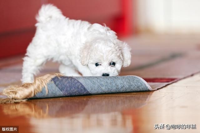 可爱的比熊犬图片:比熊犬性格成熟会有哪些表现？