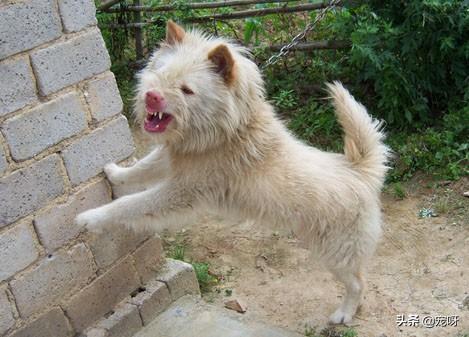 川东猎犬打猎视频:我国的本土猎犬，有国外的猎犬好吗？有何依据？