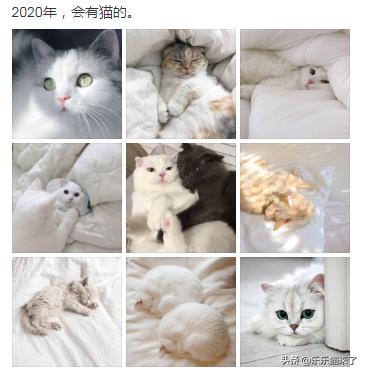 会有猫的 这句话是什么梗或者有啥别的含义吗 乐乐猫来了的回答 头条问答