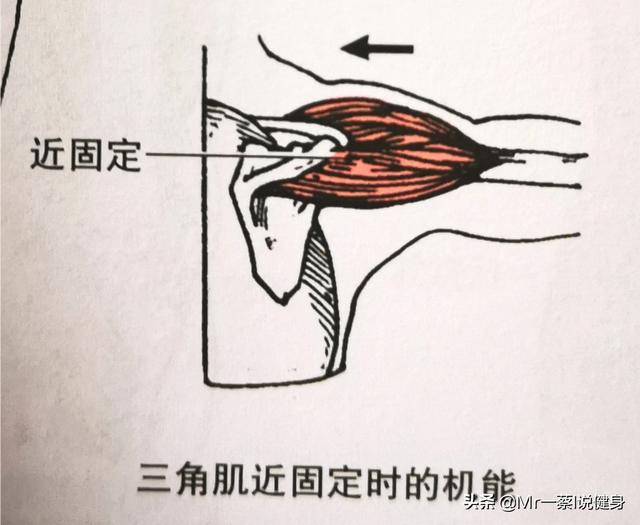 腋斑普提鱼之隆头鱼科:腋斑普提鱼分布区域 肩膀后面的部分好难练，怎么练都练不大，怎么办？